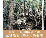 東京ドーム600倍以上の面積をもつ青木ヶ原樹海