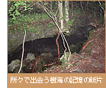 所々で出会う樹海の記憶の断片