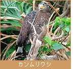 カンムリワシ