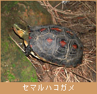 セマルハコガメ