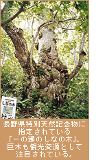 長野県特別天然記念物に指定されている「一の瀬のしなの木」。巨木も観光資源として注目されている。