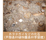 ホタテガイなどの化石　（戸隠森林植物園森林学習館）