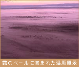 霧のベールに包まれた湿原風景