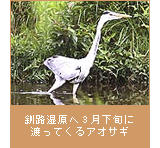 釧路湿原へ3月下旬に渡ってくるアオサギ