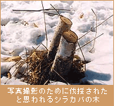 写真撮影のために伐採されたと思われるシラカバの木