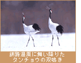 釧路湿原に舞い降りたタンチョウの双鳴き