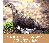 冬になると全身を真っ白く衣替えをする雷鳥