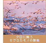 夕日に舞うセグロカモメの群集