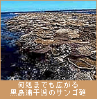 何処までも広がる黒島浦干潟のサンゴ礁