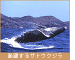 跳躍するザトウクジラ