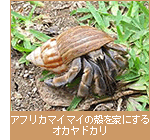 アフリカマイマイの殻を家にするオカヤドカリ