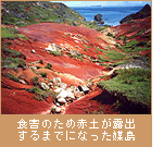 食害のため赤土が露出するまでになった媒島