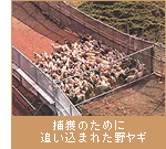 捕獲のために追い込まれた野ヤギ