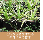 これから植樹されるタコノキの苗木