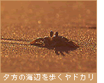 夕方の海辺を歩くヤドカリ