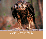 ハヤブサの幼鳥