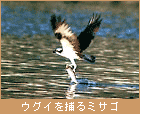 ウグイを捕るミサゴ