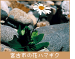 宮古市の花　ハマギク