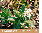 砂浜の植物　スナビキソウ