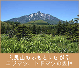 利尻山のふもとに広がるエゾマツ、トドマツの森林