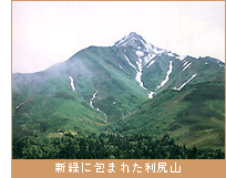 新緑に包まれた利尻山