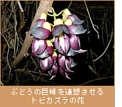 ぶどうの巨峰を連想させるトビカズラの花