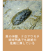 貝の仲間、ドロアワモチ 琉球列島でも絶滅の危機に瀕している
