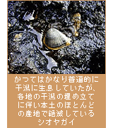 かつてはかなり普遍的に干潟に生息していたが、各地の干潟の埋め立てに伴い本土のほとんどの産地で絶滅しているシオヤガイ