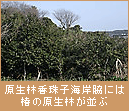 原生林香珠子海岸脇には椿の原生林が並ぶ