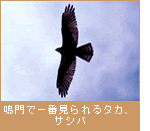 鳴門で一番見られるタカ、サシバ