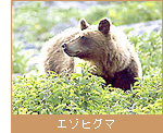 エゾヒグマ