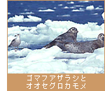 ゴマフアザラシとオオセグロカモメ