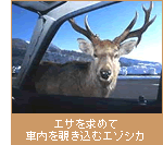 エサを求めて車内を覗き込むエゾシカ