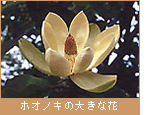 ホオノキの大きな花