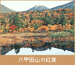 八甲田山の紅葉