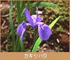 カキツバタ