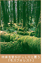 林床を苔がびっしりと覆う「モスフォレスト」