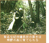 有名な紀州備長炭の原木は熊野の森に育てられる