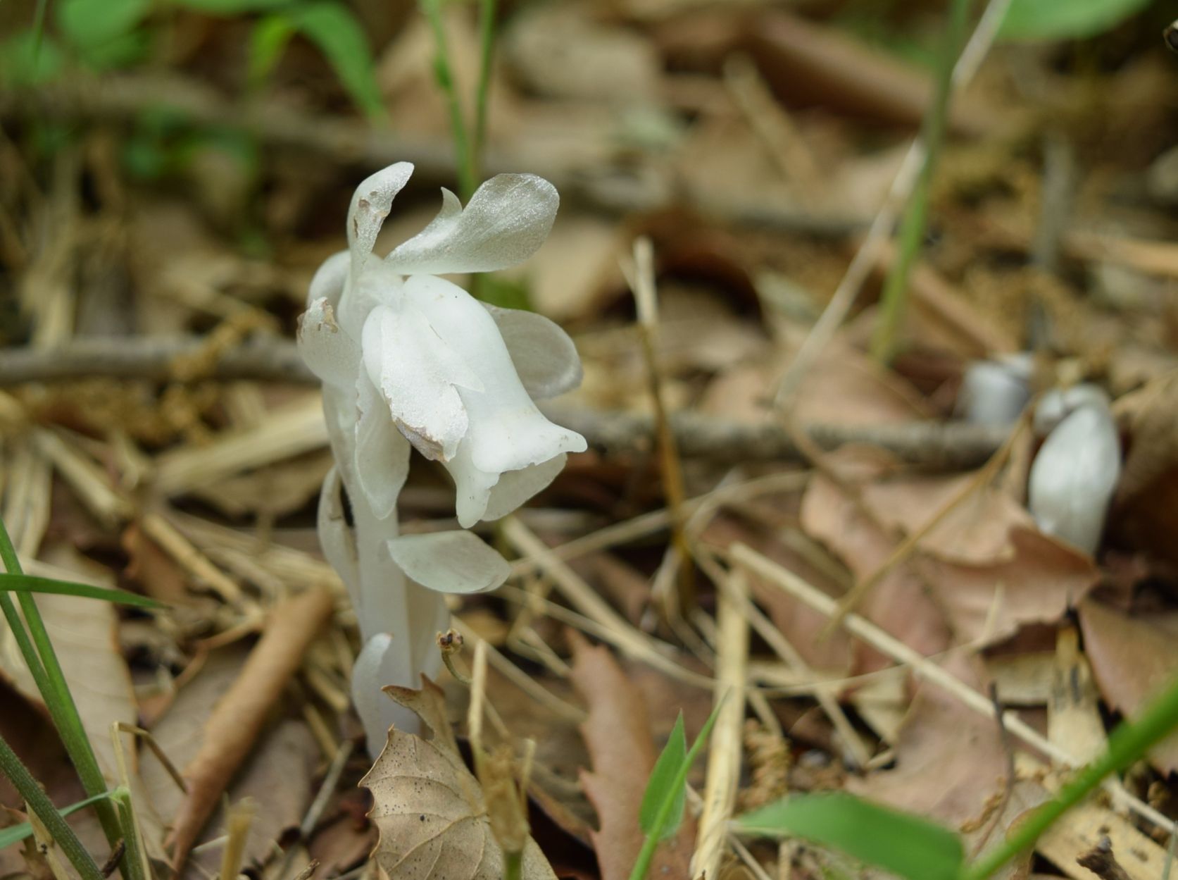 ギンリョウソウ