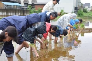 2.一列に並んで手で田植え