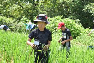 3.田んぼの草抜き