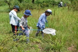 2.草むらでバッタの採集