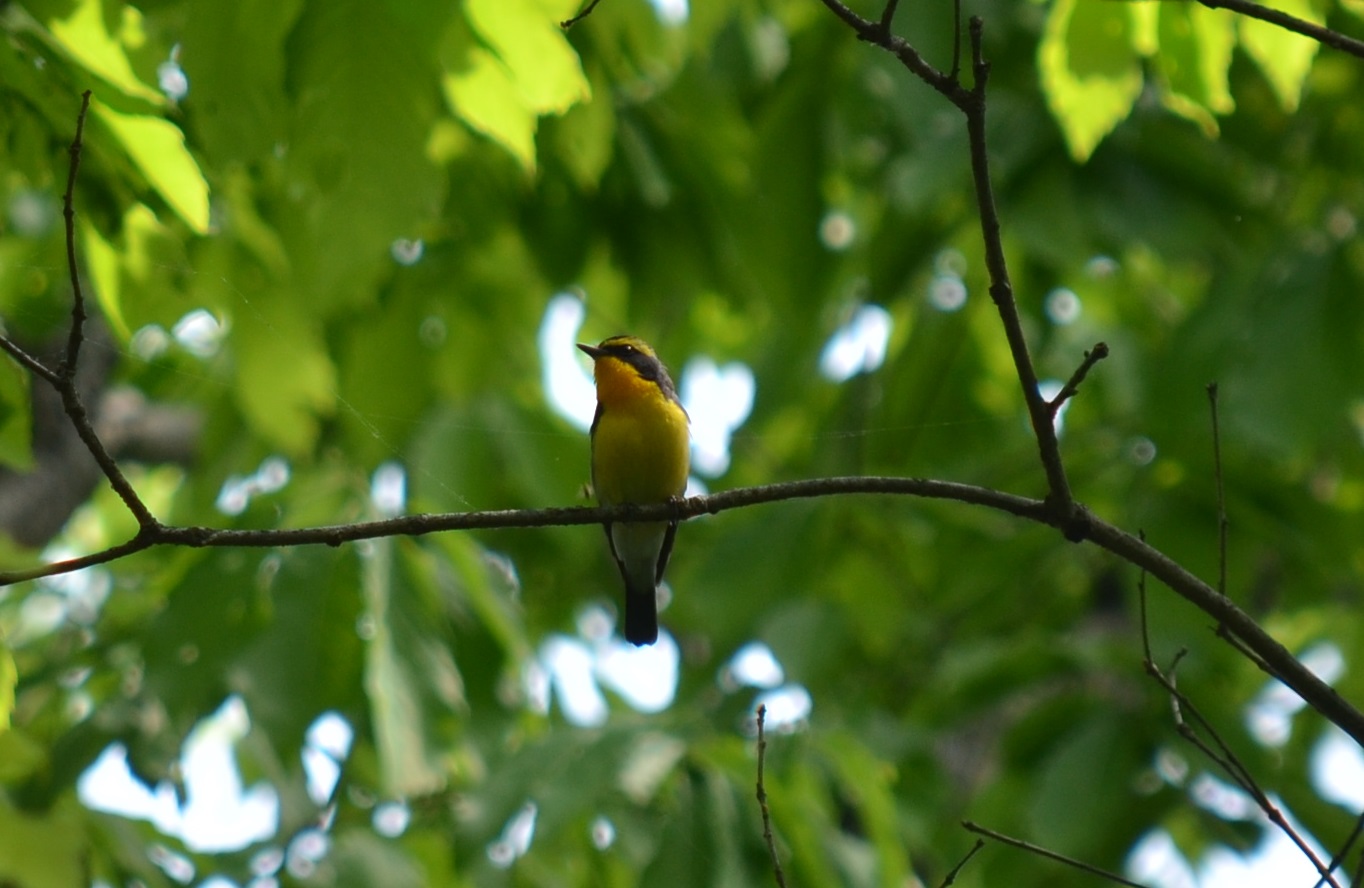 野鳥連続プログラム 野鳥の世界をのぞいてみよう 参加者募集 高尾の森自然学校 一般財団法人セブン イレブン記念財団