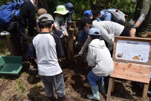 ２．クワガタの幼虫の寝床づくり