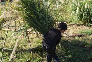 3.刈ったススキを利用した草のテント「草泊まり」づくり