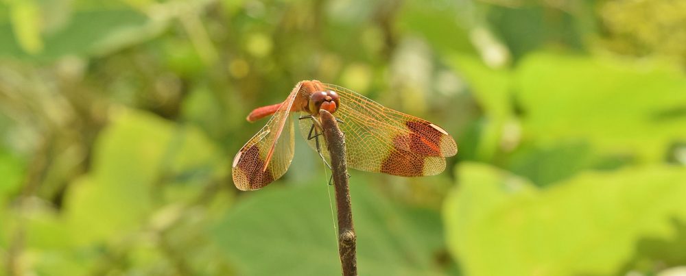topslider03